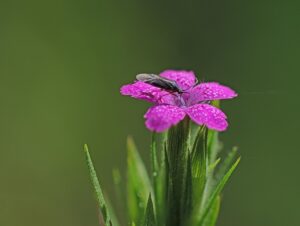 Clove flower