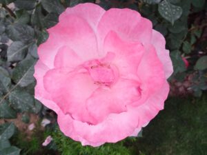 Pink Rose