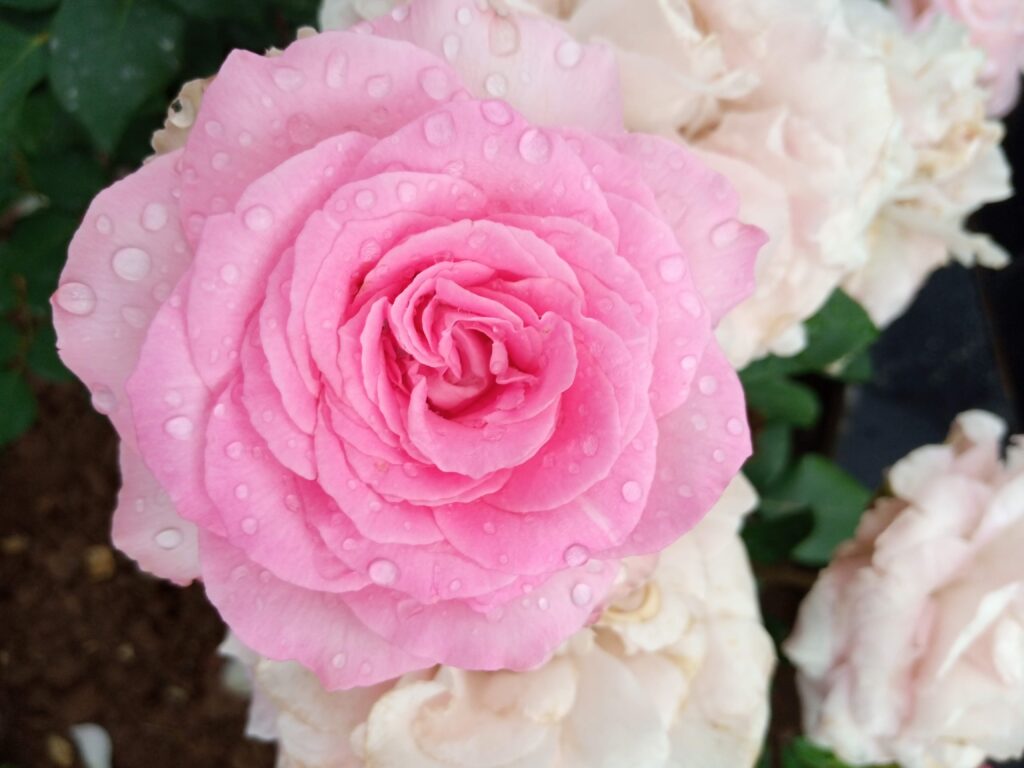 Raindrops over Rose