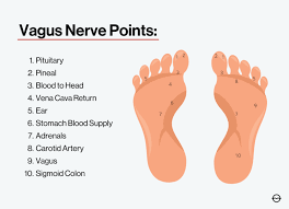 Vagus Nerve Points