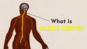 Vagus Nerve