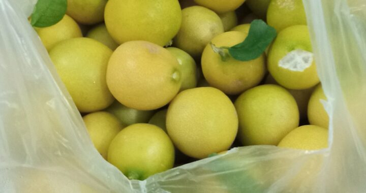 Lemon