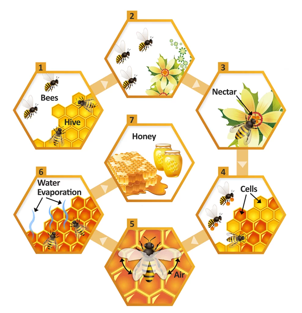 The-diagram-illustrates-how-bees-produce-honey.