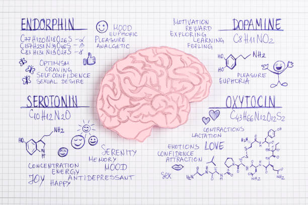 Unveiling the 6 Hormones That Govern Our Joy