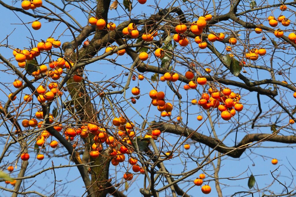 جاپانی پھل (Persimmon)