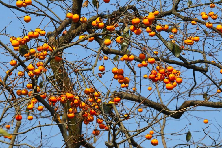 Persimmons