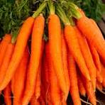  CarrotS