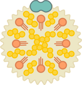 Cholesterol