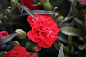 ریڈ کارنیشنز