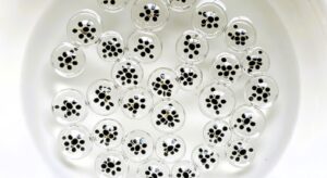 Chia-like gel effect of soaked seeds