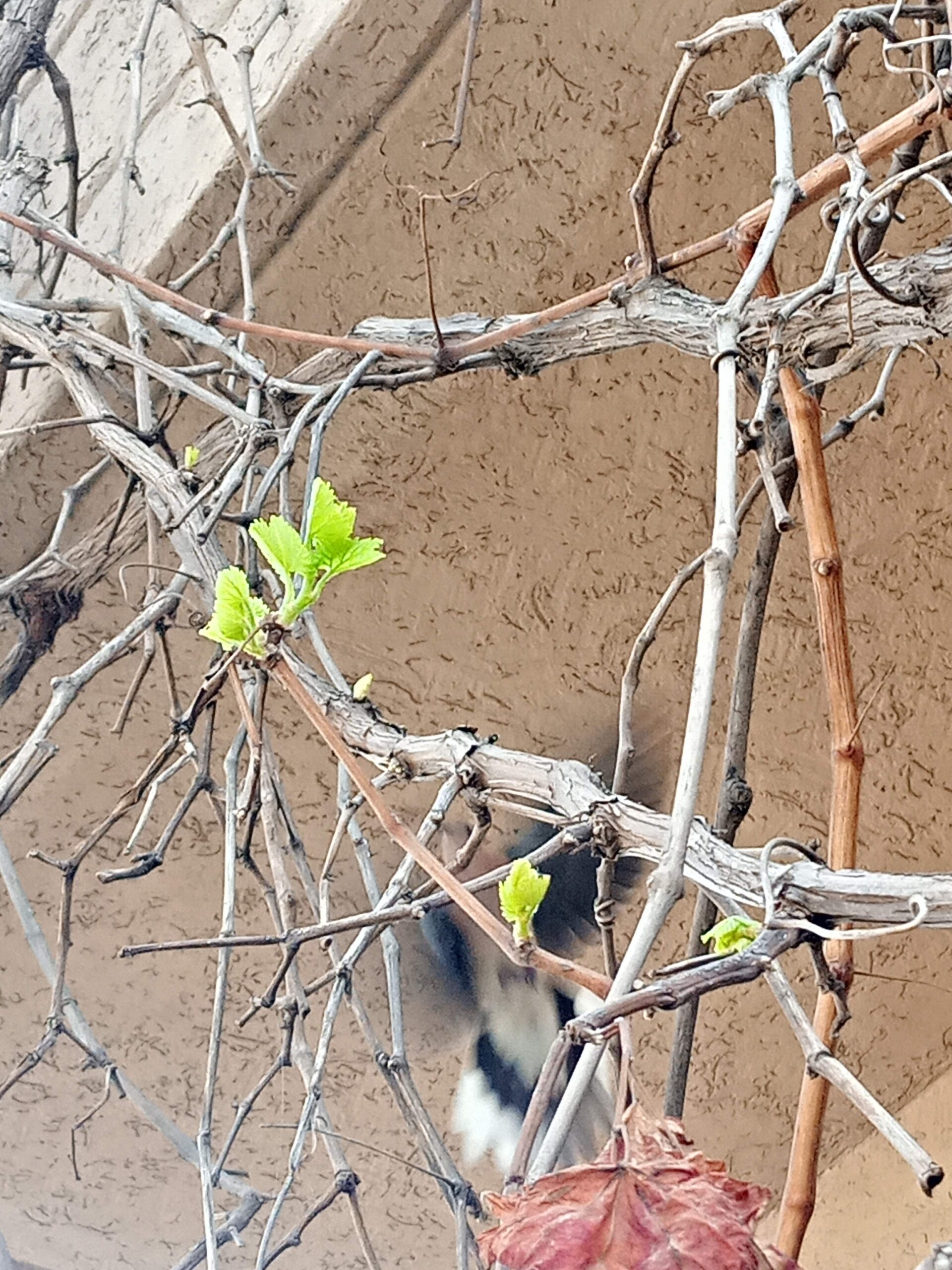 Spring: Nature’s Reawakening Across the U.S., Europe, and Asia