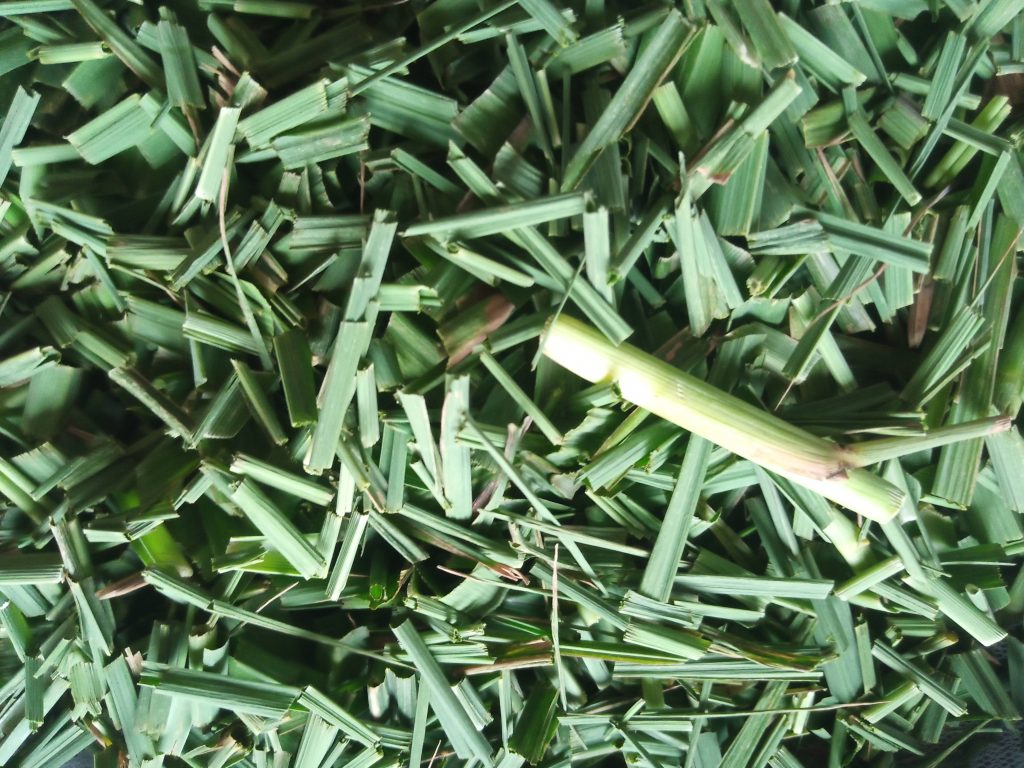 Harvesting and Shade-Drying for Maximum Fragrance