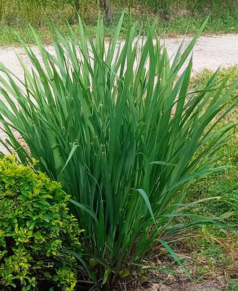 Lemongrass Garden’s Fragrant Superstar Health, Flavour