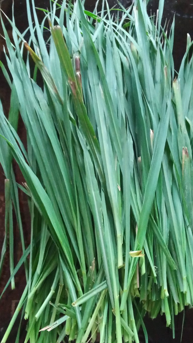 The True Worth & Significance of Lemongrass