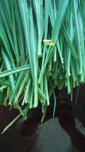 Illustration Lemongrass