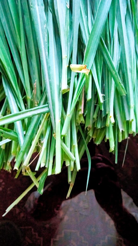 Lemongrass Garden’s Fragrant Superstar for Health, Flavour, and Wellness