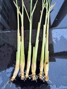 How to Grow Lemongrass Successfully :Lemongrass 4 Live Plants Each