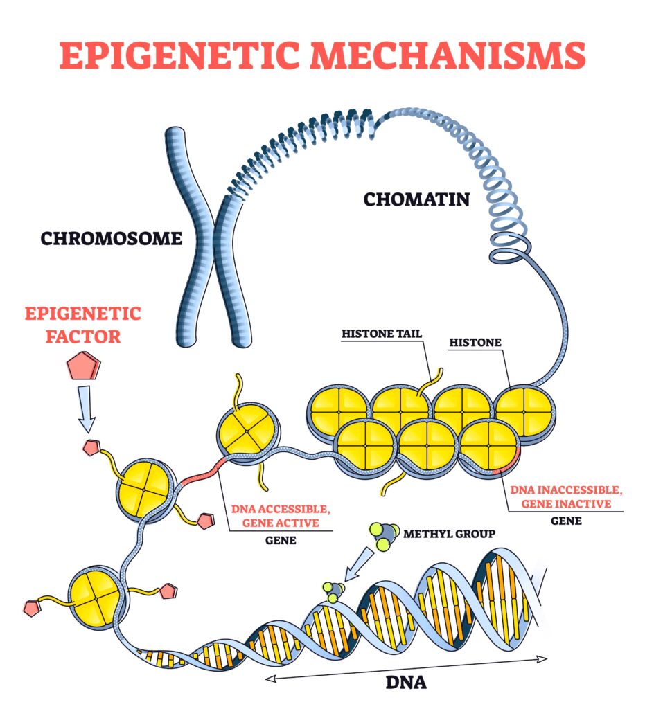 The Science of DNA Methylation