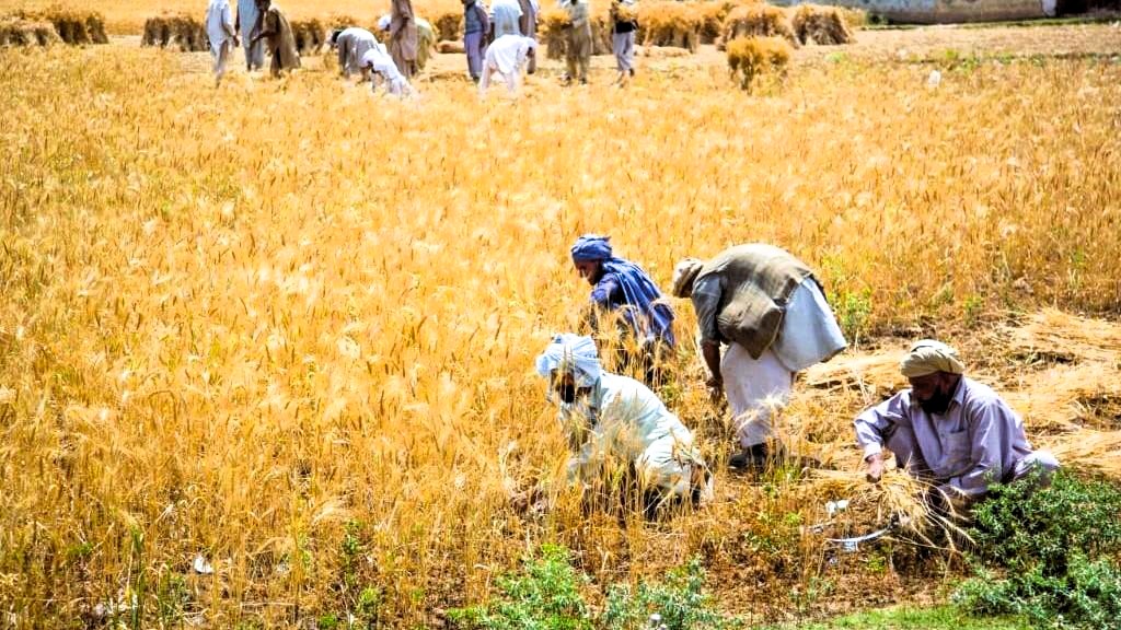 Pakistan’s Food Sovereignty Crisis: Who Controls Our Seeds, Water, Farms and Food?